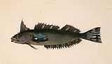 after Georg Forster Unknown A Fish From New Zealand