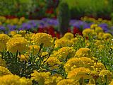 Blair Wainman Abundant Sunshine