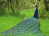 Blair Wainman Royal Blue