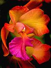 Blair Wainman Tropical Splendor