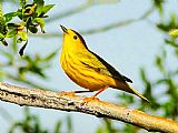 Blair Wainman Yellow Bird