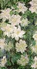 Claude Monet White Clematis