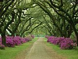 Collection A Beautiful Pathway Lined with Trees And Purple Azaleas