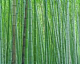 Collection Bright Green Bamboo Forest in Kyoto Japan