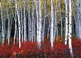 Collection Light in Forest