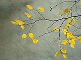 Collection Yellow Autumnal Birch Betula Tree Limbs Against Gray Stucco Wall