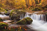 Collection 12 Autumn Forest