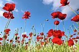 Collection 12 Poppies Season