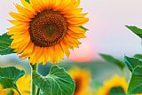 Collection 12 Sunflower