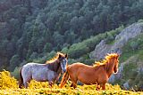 Collection 12 Wild Horses