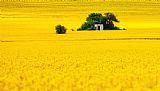Collection 12 Yellow
