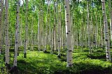 Collection 13 Aspen Glen