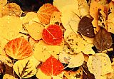 Collection 13 Autumn's Forest Floor