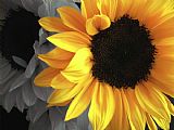 Collection 13 Sunflower Days