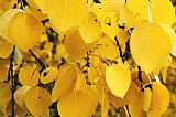 Collection 13 The Forest Whispers - Quaking Aspens