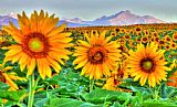 Collection 14 Longs Sunflowers