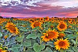 Collection 14 Pink Skies and Sunflowers