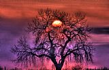 Collection 14 Sunrise Through The Foggy Tree