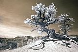 Collection 6 Bryce Canyon Tree Sculpture