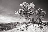 Collection 6 Bryce Canyon Tree Sculpture
