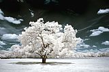 Collection 6 Dreamscape Tree