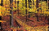 Collection 8 Autumn footbridge