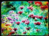 Collection 8 Hummingbirds nectar gathering