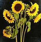 David Hardy Sunflowers