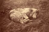 Despoineta (sleeping Dog)