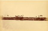 Despoineta Banks of The Nile with Palm Trees And Boats
