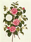 English School Camellia