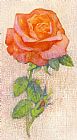 George Adamson Pale Rose