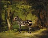 George Stubbs A Zebra