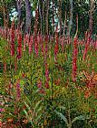 Georges Lacombe Foxgloves