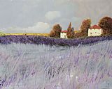 Collection 7 I Campi Di Lavanda
