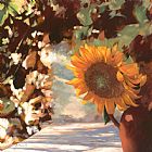 Collection 7 Il Girasole