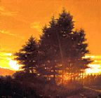 Jacob Collins Sunset Tree