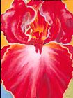 Jerome Lawrence Queen II Red Iris