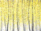 Jerome Lawrence Trees at Twilight Gold