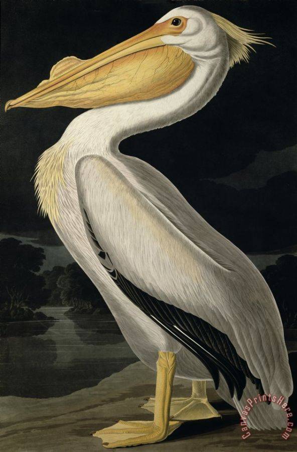 John James Audubon American White Pelican Art Print for sale ...