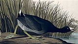 John James Audubon American Coot