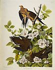 John James Audubon Carolina Turtledove
