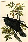 John James Audubon Raven
