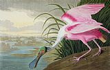 John James Audubon Roseate Spoonbill