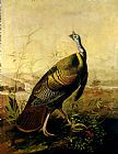John James Audubon The American Wild Turkey Cock