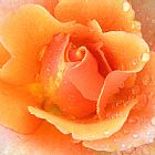 John Lautermilch Center of Orange Rose
