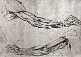 Leonardo da Vinci Study Of Arms