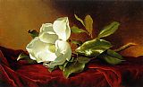 Martin Johnson Heade A Magnolia on Red Velvet