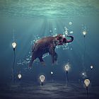 Martine Roch The dreamer