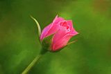 Michael Greenaway Blooming Pink Rose